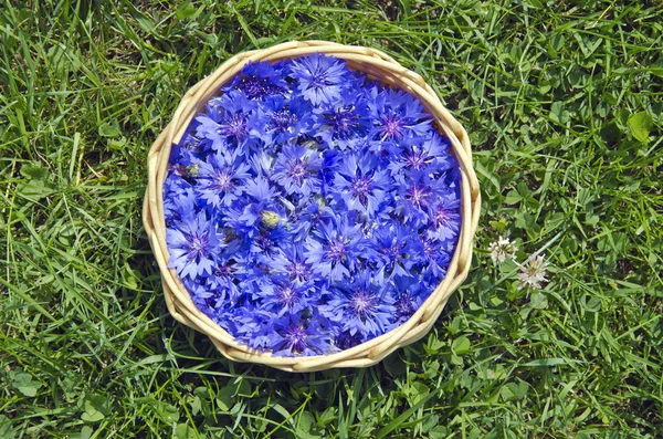 Frumos vara medical Cornflower în coș pe iarbă — Fotografie, imagine de stoc