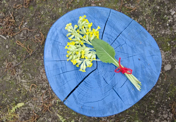 Medische voorjaar kruid cowslip primula veris bos op houten trunk — Stockfoto