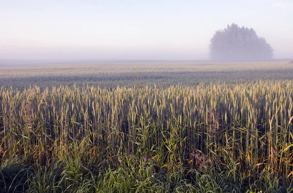Verão fim manhã paisagem com nevoeiro e trigo — Fotografia de Stock