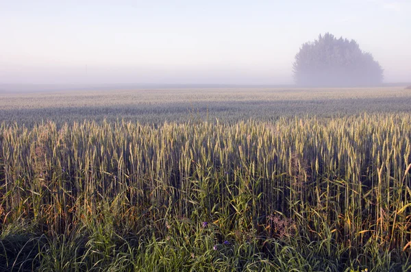 Sommerliche Morgenlandschaft mit Nebel und Weizen — Stockfoto