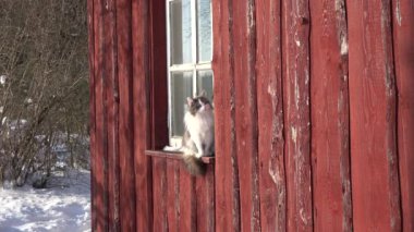 Kış güneşinde pencere eşiğinde evcil kedi.