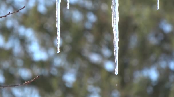 Beautiful Dripping Melting Spring Icicles Winter End Icon — Stockvideo