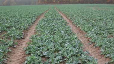 Sonbaharda genç, çiğ taneleri ve traktör izleri, yakınlaştır.