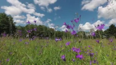 Çan çiçekli vahşi yaz çayırı, zaman aşımı