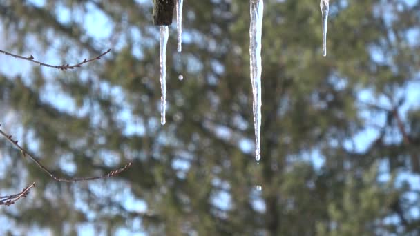 Tropfende Schmelzende Eiszapfen Winter Ikone — Stockvideo