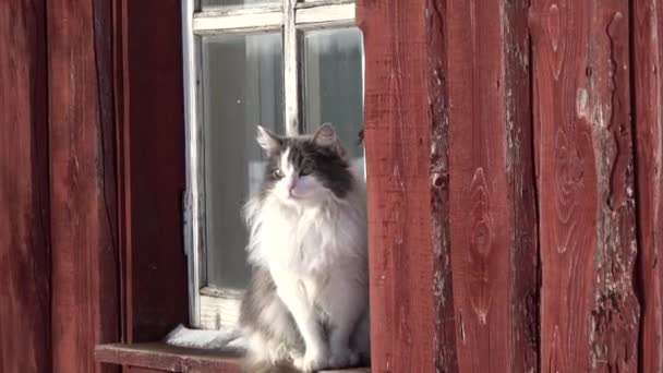 Kucing Domestik Rumah Pertanian Jendela Musim Dingin Sinar Matahari — Stok Video