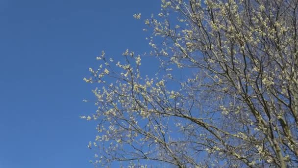 Bahar Söğüdü Kabarık Çiçekleri Arılar Gökyüzünde Yakınlaştır — Stok video