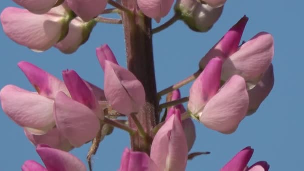 Blooming Beautiful Pink Lupine Flower Rotating Space — Stock Video