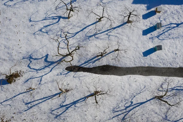 Zimní Zahrada Stromy Sněhu Včelích Úlech Letecká Fotografie — Stock fotografie