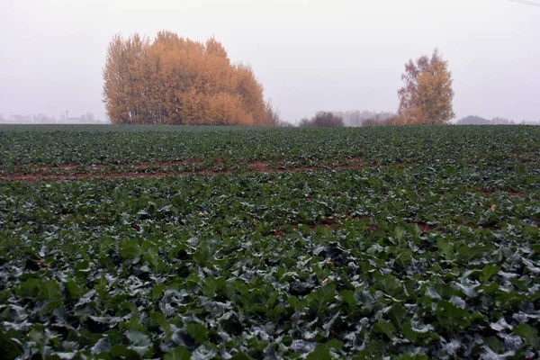 Jonge Dauwachtige Koolzaad Zaailingen Veld Grove Herfst — Stockfoto