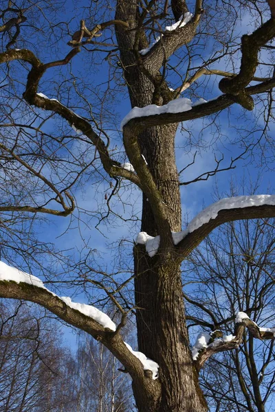 Roble Cubierto Nieve Bosque Invierno — Foto de Stock
