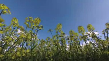 Gözyaşı tohumu tomurcukları ve bulutlar rüzgarda hareket eder, zaman geçer.