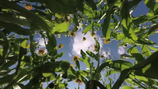Медицинские Травы Marigold Calendula Officinalis Саду Облака Движение Ветра Время — стоковое видео