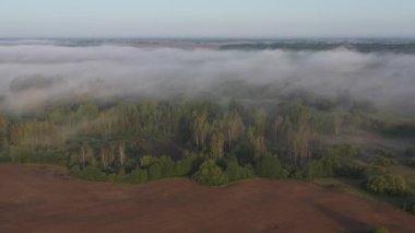 Sabah sisi tarlanın ve ormanın üzerinde, doğa parkı, hava manzarası