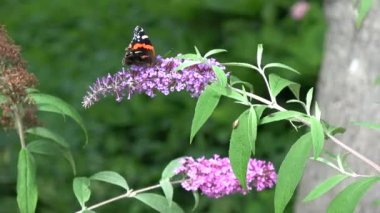 Çiçek açan kelebek çalısı Buddleja ve kelebek yaz bahçesinde