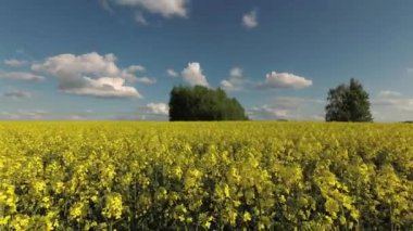 Açan kolza tohumu tarlası ve bulutlar rüzgarda hareket ediyor, zaman akıp gidiyor
