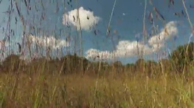 Çayırda yaz sonu otları ve rüzgarda hareket eden bulutlar, zaman akıp gidiyor.