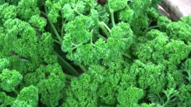 Taze yeşil sağlıklı maydanoz sürüsü dönüşümlü, yemek geçmişi