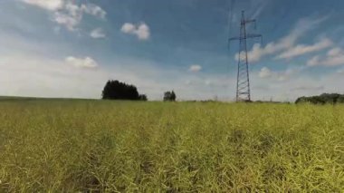 Olgunlaşan kolza tohumu tarlası ve bulutlar hareket ediyor, zaman geçiyor