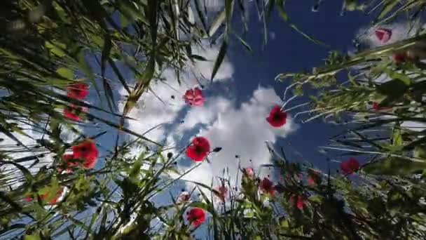 Hermosas Amapolas Flores Nubes Movimiento Cielo Lapso Tiempo — Vídeos de Stock