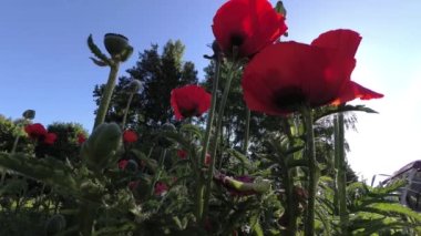 Güzel gelincikler gün doğumunda çiçek açar, zaman geçer.