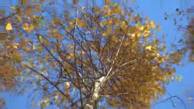 Altın sonbahar huş ağacı rüzgarda, uzaklaşın