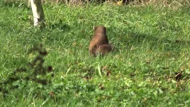 Kiefernmarder Martes Martes Herbstlich Verwilderten Garten — Stockvideo