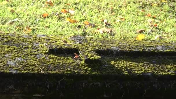 Ancien Cimetière Historique Abandonné Dans Province — Video