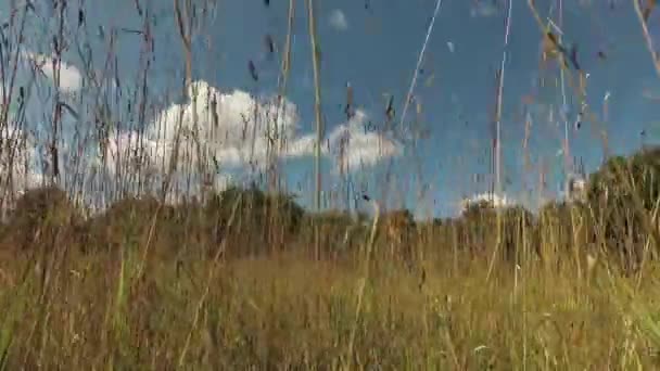 Summer End Dry Grass Meadow Clouds Motion Wind Time Lapse — Stock Video