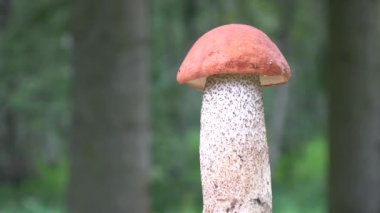 Mantar portakal kapağı boletus Leccinum aurantiacum orman arka planında dönüyor