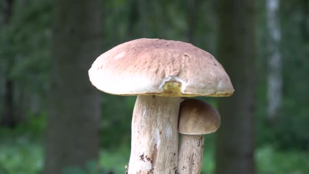 Dois Cogumelos Boleto Boletus Edulis Girando Sobre Fundo Borrão Floresta — Vídeo de Stock