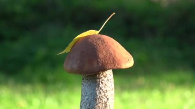 Mantar portakal kapağı boletus Leccinum aurantiacum sonbahar yaprağı dönüşümlü 