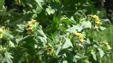 Tıbbi bitki Henbane Hyoscyamus Nijer rüzgârda çiçek açar