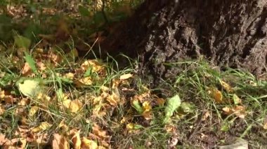 Terk edilmiş dar ölçülü demiryolu ve huş ağacı, uzaklaşın.