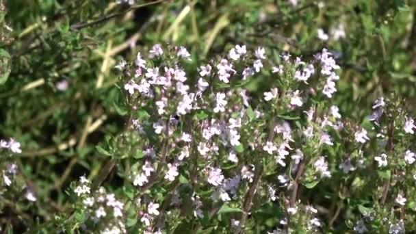 Tomillo Silvestre Thymus Serpyllum Abejas Jardín — Vídeos de Stock