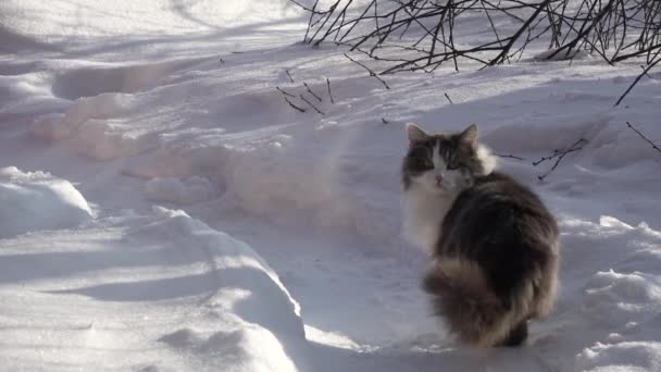 Animal Doméstico Gato Neve Inverno — Vídeo de Stock