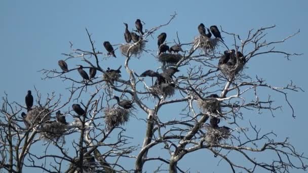 Gran Colonia Anidación Grandes Cormoranes Phalacrocorax Carbo Curonian Spit Nationa — Vídeos de Stock