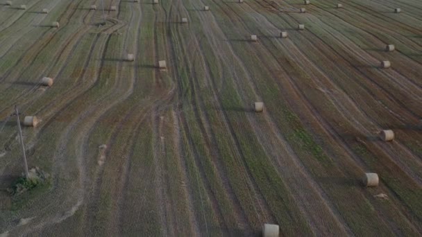 Завернутые Пшеничные Соломенные Рулоны Сельскохозяйственных Угодьях Вид Воздуха — стоковое видео