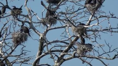 Büyük Karabataklar kolonisi Phalacrocorax karbonhidrat Curonian ulusal parkı tükürdü