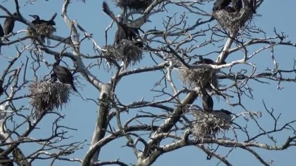 Häckande Koloni Stora Skarvar Phalacrocorax Carbo Kuriska Spotta Nationalpark — Stockvideo