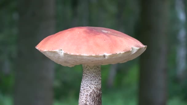 Champignon Bouchon Orange Bolet Leccinum Aurantiacum Rotatif — Video