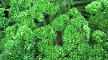 Taze yeşil sağlıklı sebze maydanozu.