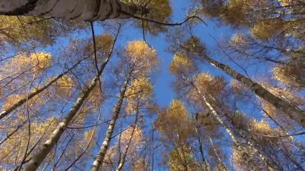 Gouden Gele Herfst Berken Bos Wind — Stockvideo
