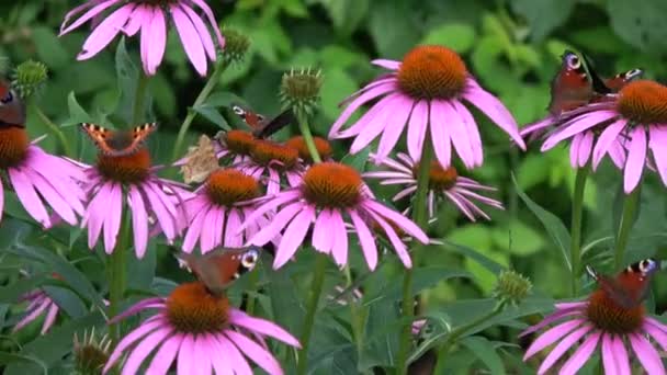 Blühender Sonnenhut Echinacea Purpurea Und Viele Schmetterlinge — Stockvideo