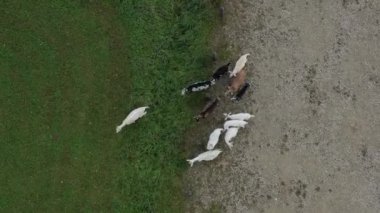 Yaz sonu çayırında keçi grubu, hava manzaralı.