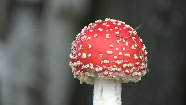 Mushroom Fly Agaric Amanita Muscaria Rotating Blur Forest Background — Stock Video