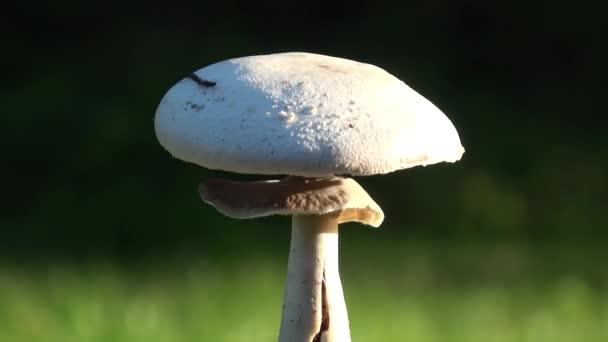 Divoká Houba Champignon Agaricus Arvensis Rotující Vesmíru — Stock video