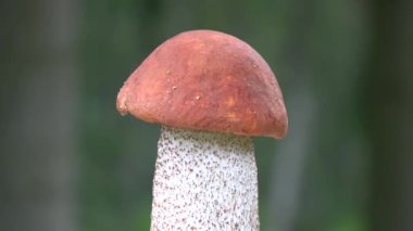 Mantar portakal kapağı boletus Leccinum aurantiacum dönüyor 