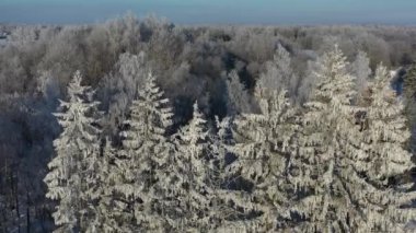 Sabah ağaçlarında istifçilik, hava manzarası