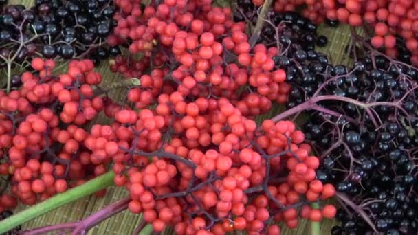 Rode Zwarte Vlier Sambucus Medische Bessen Roterende Achtergrond — Stockvideo